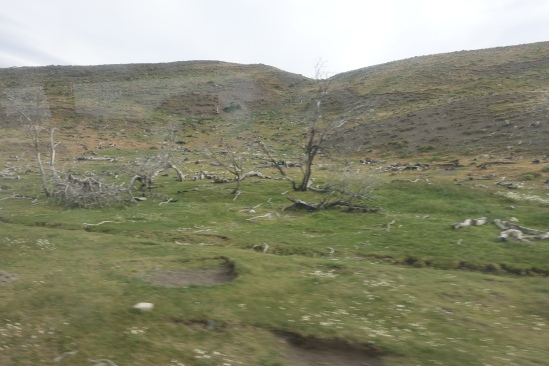 Blurry picture from the bus depicting the bare, fallen trees