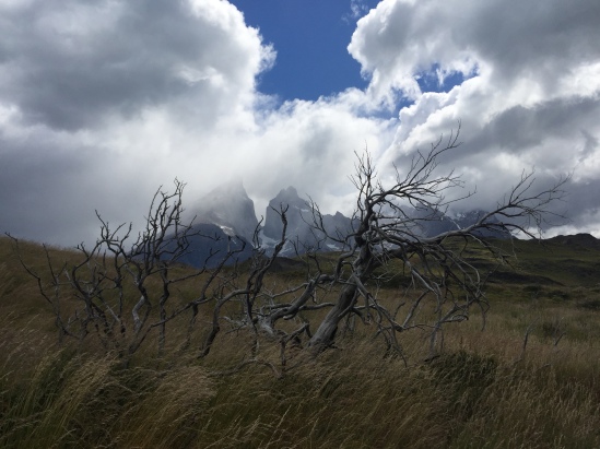 Dead trees, mountains, and clouds